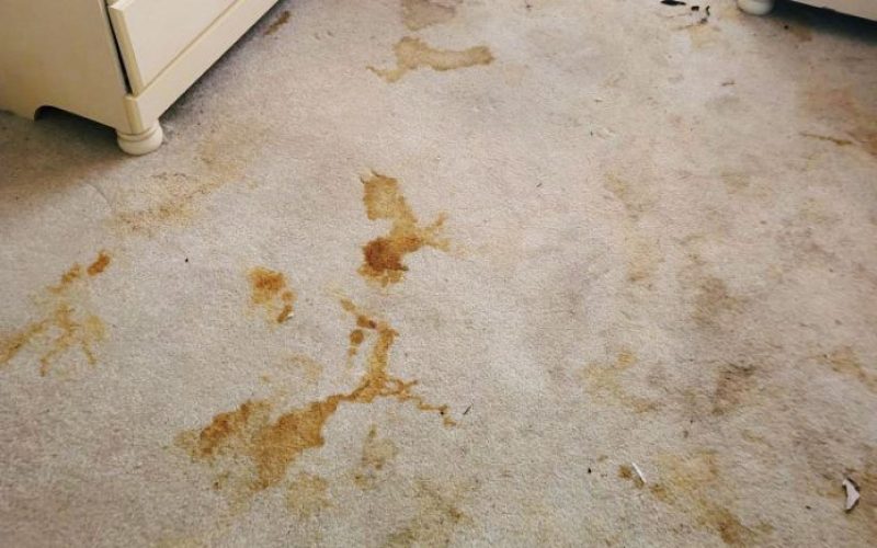 Odor cleanup - Tucson and southern Arizona tile and carpet cleaning. Biohazard cleanup in Arizona